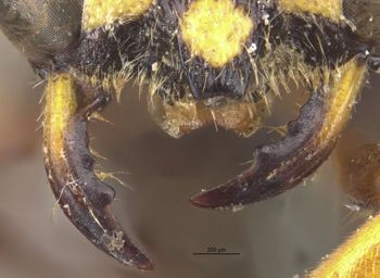 Media type: image;   Entomology 13770 Aspect: clyfa